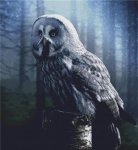 (image for) Night Owl